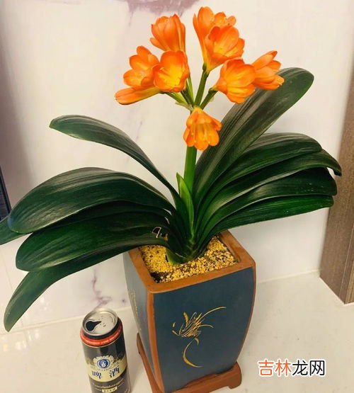 啤酒浇花适合哪些植物,啤酒可以浇什么花