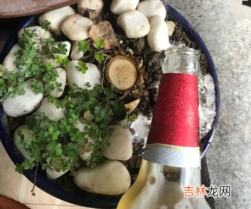 啤酒浇花适合哪些植物,啤酒可以浇什么花