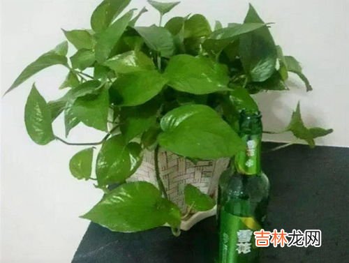 啤酒浇花适合哪些植物,啤酒可以浇什么花