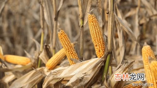 粮食如何长时间储存,家里怎样长期储存粮食