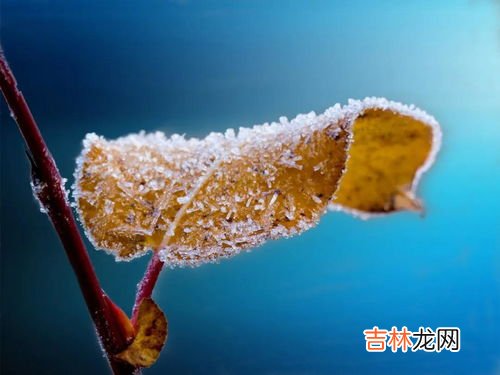 擎雨盖指的是什么意思,荷尽已无擎雨盖，中的，擎雨盖指的是什么意思？谢谢