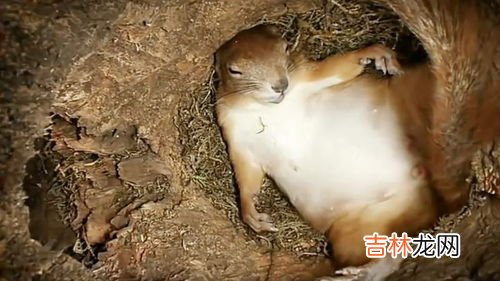 松鼠搭窝的过程是按照什么顺序来的,文中写松鼠的搭窝过程,是按照什么顺序来写的?从哪些关词句可以看出来? 用钩在括号里选择恰当的词语。