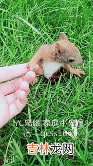 松鼠搭窝的过程是按照什么顺序来的,文中写松鼠的搭窝过程，是按照什么顺序来写的？从哪些关词句可以看出来? 用钩在括号里选择恰当的词语。