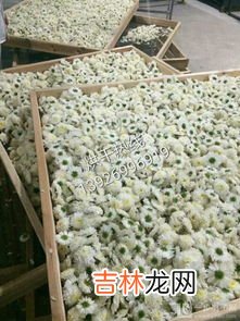 菊花如何加工成干菊花,菊花加工的方法有哪些？