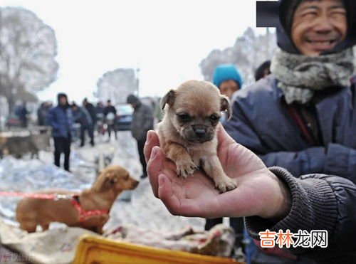 黄山能带狗进去吗,去黄山可以带宠物吗？
