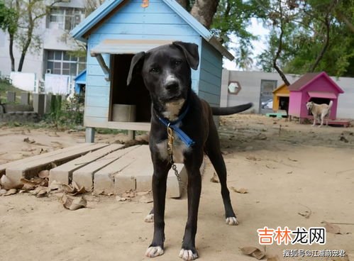 黄山能带狗进去吗,去黄山可以带宠物吗？