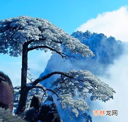 黄山能带狗进去吗,去黄山可以带宠物吗？
