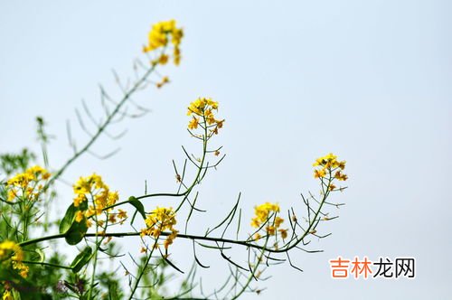 吹面不寒杨柳风的上一句是什么,吹面不寒杨柳风的上一句是什么 吹面不寒杨柳风的古诗
