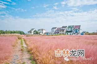 粉黛乱子草在哪个地方,随州网红草在什么位置