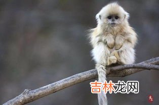 金丝猴为什么比别的猴子温顺,陕西汉中又见金丝猴下山觅食且不惧围观，金丝猴的性格为何如此温顺？