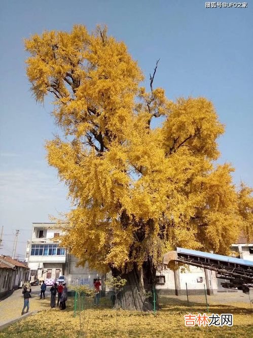 银杏果皮汁有毒吗,银杏果皮有毒吗？
