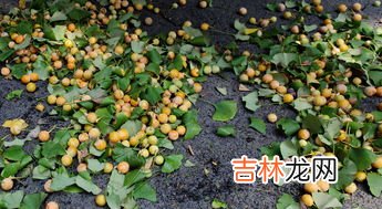 新鲜银杏果外皮有毒吗,银杏果外皮有毒