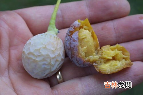 新鲜银杏果外皮有毒吗,银杏果外皮有毒