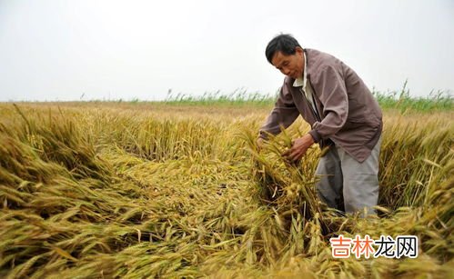 立冬后种小麦还行吗,立冬后还能种小麦吗？小麦不会冻死吗？