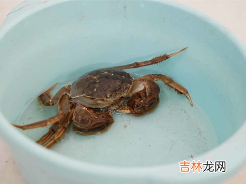 大闸蟹保鲜储存方法,大闸蟹怎么保存
