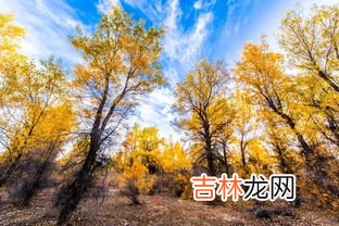 胡杨林在哪里,额济纳胡杨林在哪里