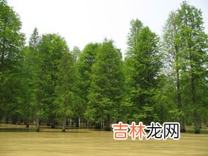 水杉是什么植物,水杉是什么植物类别?