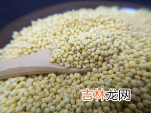 大黄米的营养价值及功效与作用,黄米是粗粮吗 黄米的食用价值