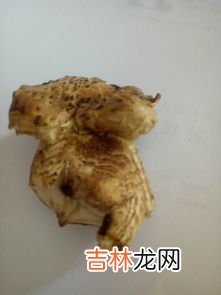 扫把上长蘑菇能吃吗,王嘉尔拖把长蘑菇了能吃吗