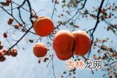 柿子的营养价值,柿子是补什么营养的?