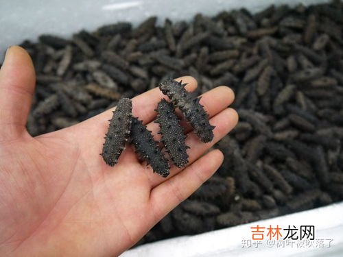 海参和刺参有什么不同,海参和刺参有什么不一样吗？两者的区别在哪？