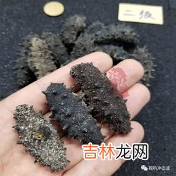 海参和刺参有什么不同,海参和刺参有什么不一样吗？两者的区别在哪？