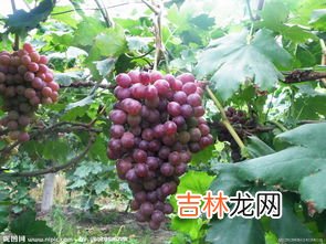 葡萄怎么保存,葡萄怎样保存才能够放的久