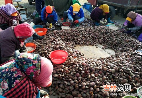瑶柱是海鲜吗,瑶柱是海鲜吗 它属于海鲜