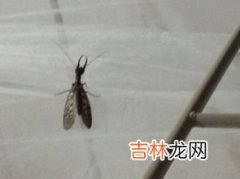 空气中飞的小白虫对人有危害吗,在家具上生的小白虫对人体有害吗