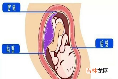 牛胎盘的功效与作用及食用方法,牛胎盘有什么作用？