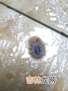 空气中的小白虫是什么东西,家里有白色的小虫子，这种是什么虫？