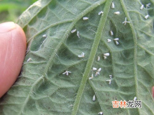 空气中的小白虫是什么东西,家里有白色的小虫子，这种是什么虫？