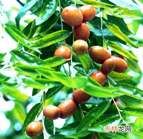 秋天的果实叫秋果还是秋实,秋天的果实叫秋果还是秋实