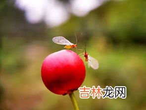 秋天的果实叫秋果还是秋实,秋天的果实叫秋果还是秋实