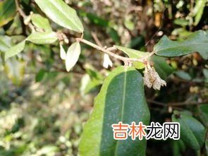 秋天的果实叫秋果还是秋实,秋天的果实叫秋果还是秋实