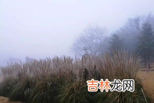 秋天的果实叫秋果还是秋实,秋天的果实叫秋果还是秋实