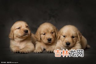 金毛可以吃香蕉吗,能给金毛犬幼犬吃香蕉吗