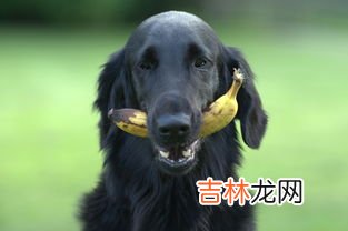 金毛可以吃香蕉吗,能给金毛犬幼犬吃香蕉吗