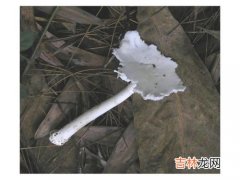 蛞蝓有毒吗,鼻涕虫有毒吗 鼻涕虫对人有没有危害