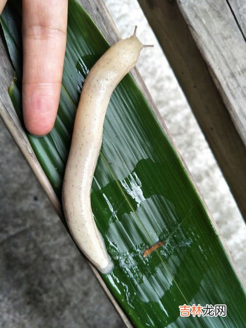 蛞蝓有毒吗,鼻涕虫有毒吗 鼻涕虫对人有没有危害