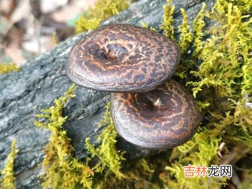 蛞蝓有毒吗,鼻涕虫有毒吗 鼻涕虫对人有没有危害