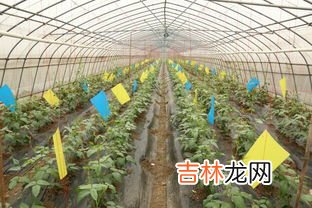 怎样去除蔬菜上的农药残留,教你6招去除蔬菜残留农药