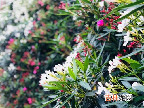 夹竹桃有毒吗,夹竹桃有毒吗?