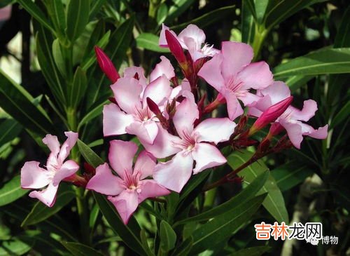 夹竹桃有毒吗,夹竹桃有毒吗?