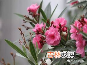 夹竹桃有毒吗,夹竹桃有毒吗?