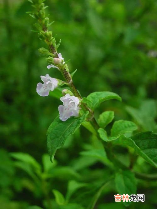 问荆草跟黄金有关系吗,听说节节草的地下就有黄金是真还是假?