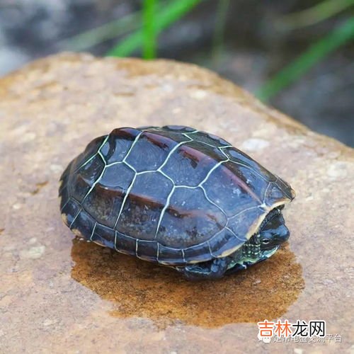 草龟怎么养,草龟应该怎么养草龟该怎么养