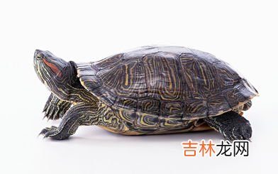 草龟怎么养,草龟应该怎么养草龟该怎么养