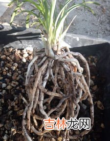 大料能重复使用吗,炖红烧肉放的大料还能下次再用吗