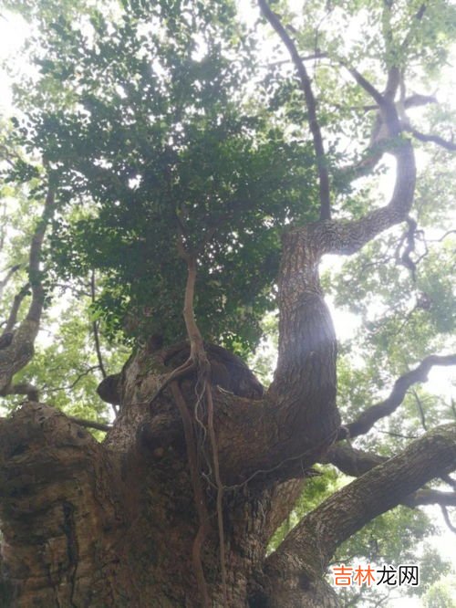 樟树市发现的什么遗址打破了,1973年在江西省樟树县发现的什么遗址